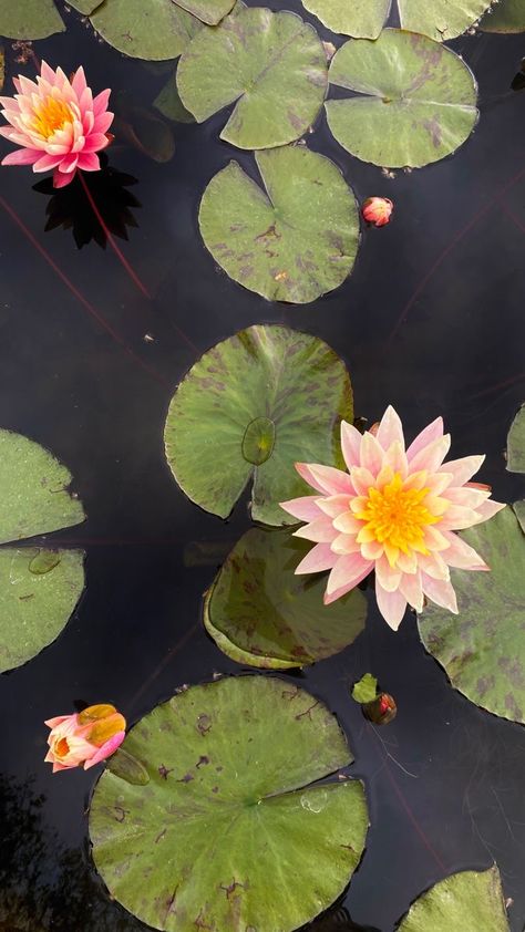 Japanese Water Lily Drawing, Lake Lily Pad, Koi Pond Flowers, Lily Pads Reference, Pond Reference Photo, Lilly Pad Flowers Drawing, Water Lily Photo, Pond Flowers Drawing, Water Lily Top View