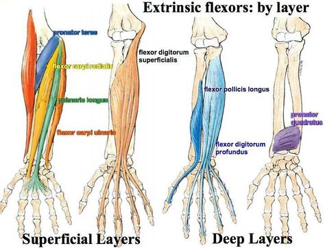 Print Muscles of the Forearm and Hand flashcards | Easy Notecards Forearm Muscle Anatomy Drawing, How To Remember Muscles Anatomy, Muscles Of Forearm Anatomy, Memorizing Muscles, Muscles Of Forearm, Forearm Muscle Anatomy, Upper Limb Anatomy, Sustainable Living Room, Arm Anatomy