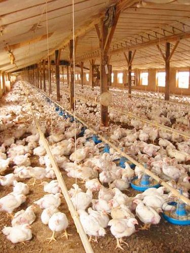 Poultry Farming, Farm Chicken, Chicken Farm Design, Chicken Farming, Poultry Farm Buildings, Organic Chicken Feed, Poultry Farm Design, Poultry Equipment, Broiler Chicken