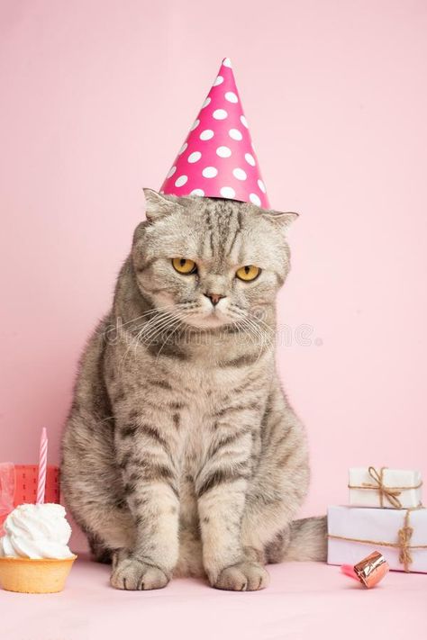 Funny cat in a cap celebrates birthday, on a pink background. #Sponsored , #PAID, #PAID, #cat, #pink, #background, #cap Cat Birthday Memes, Cat Celebrating, Dog Marketing, Birthday Cake For Cat, Happy Birthday Cat, Animal Photoshoot, Birthday Memes, Best Cat Food, Cat Birthday Party