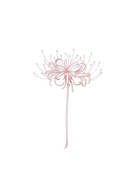 Spider Lily Minimalist Tattoo, Fine Line Spider Lily Tattoo, Spider Lily Line Art, Japanese Spider Lily Tattoo Design, Lily Spider Flower, Fire Lily Tattoo, Spider Lily Tattoo Black, Spider Lily Sketch, Spider Lilly Tatoos Design