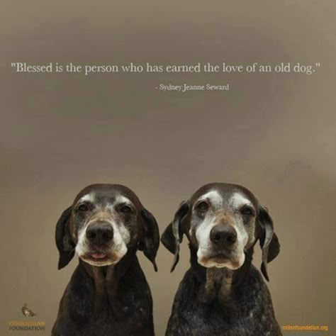 Dog Rules, Old Dogs, Senior Dog, Animal Quotes, Dog Quotes, A Quote, Big Dogs, Animals Friends, I Love Dogs