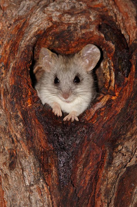 Acacia tree rat. An Acacia tree rat (Thallomys paedulcus) sitting in a hole in a , #ad, #rat, #Thallomys, #Acacia, #tree, #paedulcus #ad Tree Rat, Aussie Animals, Acacia Tree, Pottery Sculpture, Rodents, A Tree, Rats, Mammals, South Africa