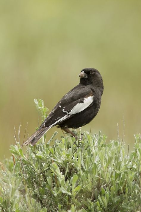 Colorado Lark Bunting State Animals, Lark Bunting, Birds For Kids, Forest School Activities, Monk Seal, Keystone Species, Sea Cow, Thoroughbred Horse, Marine Mammals