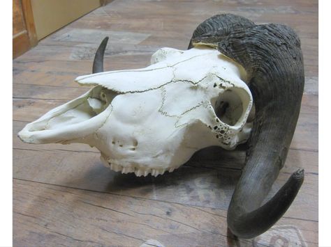 Musk ox skull Ox Skull, Skeleton Muscles, Anatomy Skeleton, Musk Ox, Vulture Culture, Animal Anatomy, Anatomy For Artists, Reference Images, Creature Design