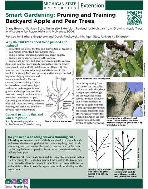 Smart Gardening: Pruning and Training Backyard Apple and Pear Trees Fruit Guild, Growing Apple Trees, Pruning Apple Trees, Smart Gardening, Apple Trees, Pear Trees, Pear Tree, Apple Tree, Fruit Trees