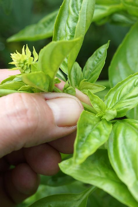 A popular kitchen herb loved for its sweetly spicy flavor, fast growth, and easy cultivation, basil develops pretty spires of small purple or white summer flowers. But should basil be allowed to flower or does flowering affect the flavor? Find the answer in our guide on Gardener's Path. #basil #flowers #gardenerspath Composting Ideas, Helping Nature, Harvesting Basil, Veggie Gardens, Growing Basil, Basil Plant, Backyard Garden Landscape, Small Backyard Gardens, Sweet Basil