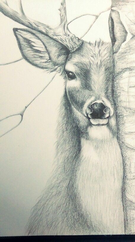 Deer Sketch Pencil Realistic, Wildlife Drawings Pencil, Deer Pencil Sketch, Drawing Deer Sketches, Deer Sketch Simple, Deer Face Drawing, Deer Drawing Simple, Deer Drawing Sketches, Realistic Drawings Of Animals