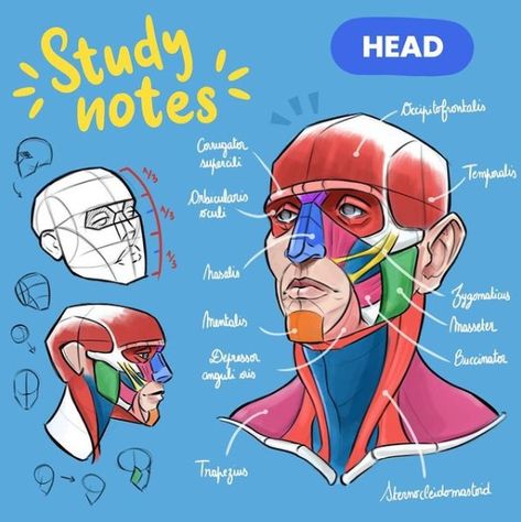 Face Muscles Anatomy, Draw Head, Head Muscles, Anatomy Book, Head Anatomy, Face Anatomy, Head Drawing, Human Body Anatomy, Anatomy Tutorial