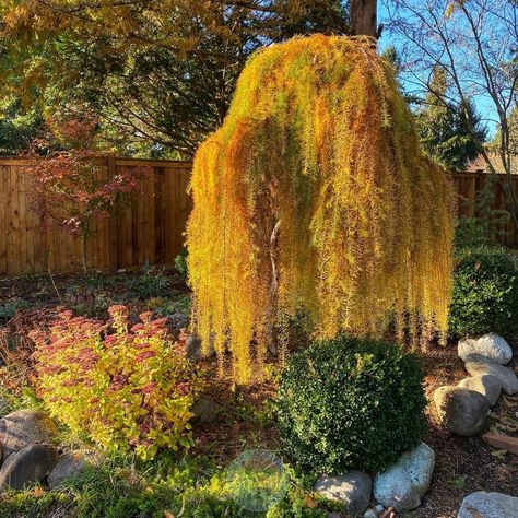 Weeping Conifers, Weeping Larch, Bungalow Backyard, Weeping Trees, Larch Tree, Yard Plants, Arbour Day, Edible Landscaping, Peach Trees