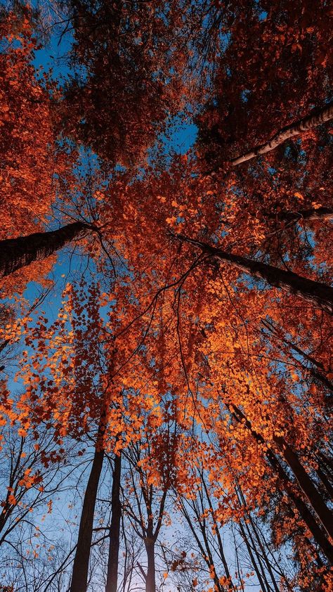 Orange Portrait, Sky Scenery, Autumn Blue, Free Wallpaper Backgrounds, Fall Trees, Iphone Wallpaper Hipster, Red Leaves, Tree Wallpaper, Scary Art