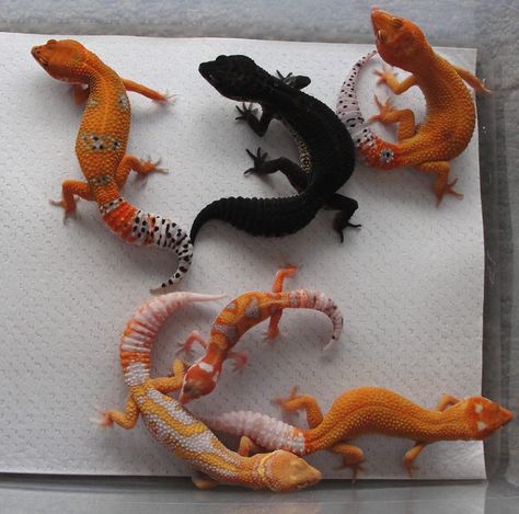 Designer Leopard Geckos- Firefox, Black night, Firefox enigma , albino Zorro mandarin designer, wy g Project, Firefox albino enigma. Leopard Gecko Cute, Gecko Morphs, Leopard Gecko Morphs, Cute Gecko, Cute Lizard, Leopard Geckos, Cute Reptiles, Black Night, Chameleons