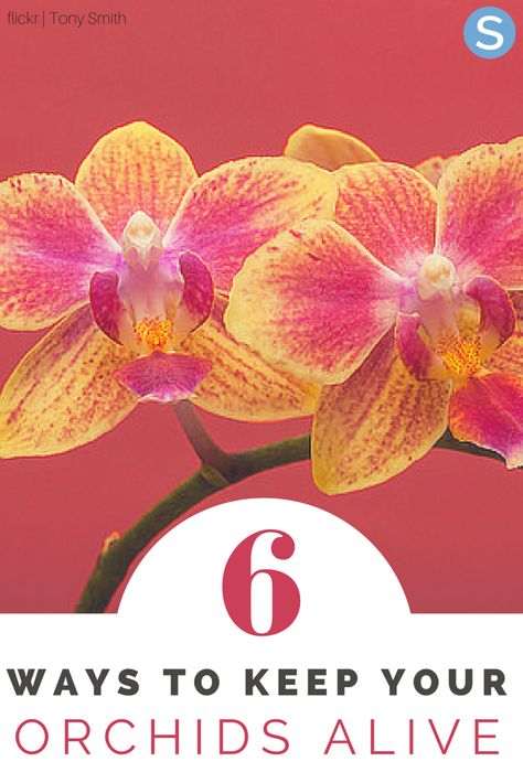 Keep your garden looking beautiful and perfect by using these easy tips to keep your orchids alive this summer season. http://www.simplemost.com/6-easy-ways-keep-orchids-alive/?utm_campaign=social-account&utm_source=pinterest.com&utm_medium=organic&utm_content=pin-description Cymbidium Orchids Care, Orchids Care, Cymbidium Orchids, Orchid Care, Patio Designs, Indoor Gardening, Patio Design, Summer Season, Indoor Plants