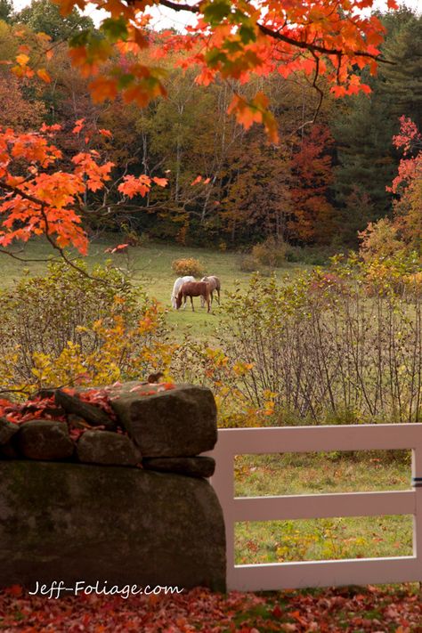 Leaves On The Ground, New England Fall, Autumn Scenes, Farm Scene, Country Scenes, Autumn Scenery, Autumn Beauty, Fall Pictures, Autumn Forest