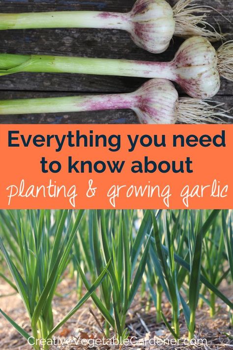 text: everything you need to know about planting and growing garlic. photos: garlic bulbs on table, green garlic plants in garden Pasta Recipes Garlic, 8b Gardening, Regrow Garlic, September Planting, Garlic Pasta Recipes, When To Plant Garlic Fall, Planting Garlic In Fall, Recipe Garlic Bread, Edible Backyard