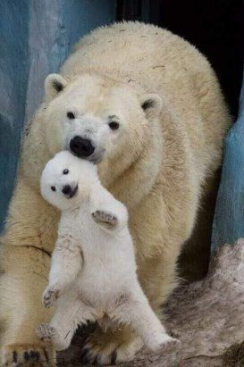 Photo Ours, Exotic Pet, Baby Polar Bears, Bear Pictures, Pet Rescue, Silly Animals, Bear Cubs, Polar Bears, Cute Wild Animals