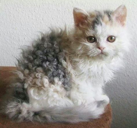 Curly Haired Cat, Curly Cat, Katt Grejer, Selkirk Rex, Rex Cat, Image Chat, Söt Katt, Cute Cats And Kittens, Cute Kittens