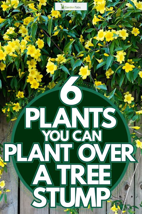 6 Plants You Can Plant Over A Tree Stump - GardenTabs.com Planting In Tree Stumps, Planting Around A Tree Stump, Planting Flowers In Tree Stumps, Plants In Tree Stumps, Garden Around Tree Stump, Outdoor Tree Stump Ideas, Stump Planter Ideas, How To Hide Tree Stumps, Hiding Tree Stump Ideas