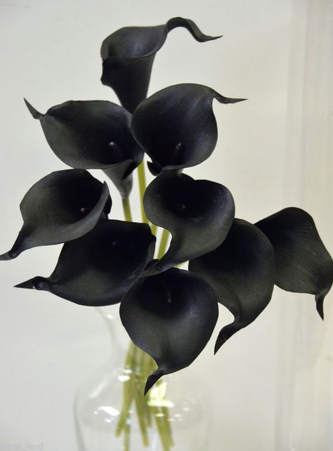 Black Cala Lillies, Wedding Flowers Lilies, Calla Bouquet, Arum Lilies, Cala Lilies, Black Calla Lily, Black Plants, Calla Lily Bouquet Wedding, Calla Lily Wedding