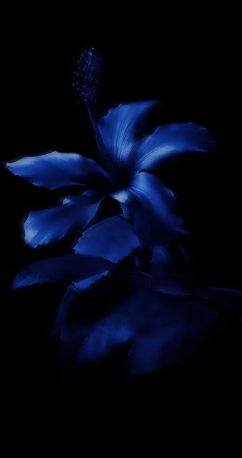 Hibiscus Flower Wallpaper Aesthetic, Flower Lockscreen, Windows Xp Wallpaper, Black And Blue Wallpaper, Flowers Black Background, Blue Aesthetic Dark, Blue Flower Wallpaper, Dark Blue Flowers, New Wallpapers