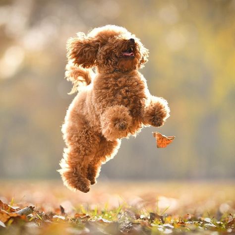 Teddy Bear Poodle, Dog Jumping, Toy Poodle Puppies, Dog Photoshoot, 강아지 그림, Adorable Dogs, Poodle Puppy, Dog Photography, Animal Photo