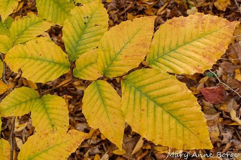 Beech Tree Leaves, Fast Growing Shade Trees, Flowers And Fruit, Green Veins, Whats In Season, Pretty Trees, Beech Tree, Winter Wood, Shade Trees