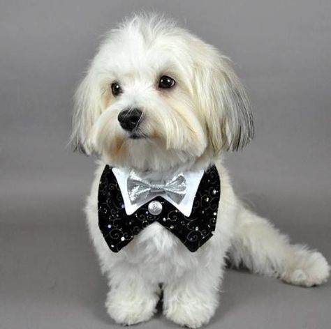 Dogs in weddings: the newest trend in nuptials Weddings are a time for family, friends, and loved ones to come together and celebrate the union of two people. They are a time for laughter, tears, and memories that will last a lifetime. And, of course, weddings are a time for dogs. Dog Tuxedo Wedding, Dog Tux, Dogs In Weddings, Dog Clothes Patterns Sewing, Pets Clothes, Silver Bow Tie, Filipino Wedding, Dog Tuxedo, Spoiled Dogs