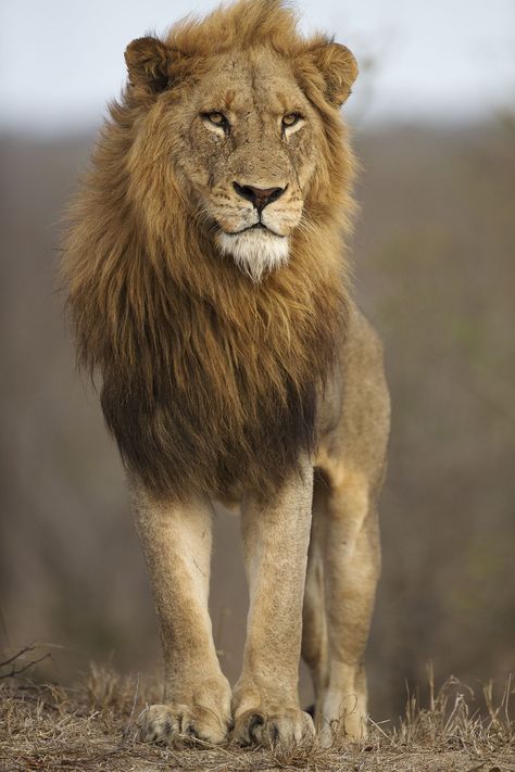 Picture Of Lion, Wild Life Animals, World Lion Day, Lion Photography, Wild Lion, Lions Photos, Lion Love, Lion Wallpaper, Lion Painting