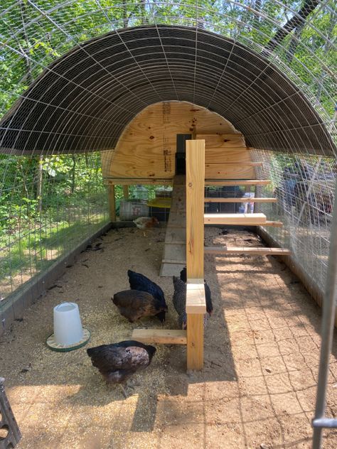 Chicken Coop Hoop House, Hoop House Chicken Run, Cattle Panel Coop, Hoop Chicken Run, Chicken Hoop Coop, Hoop Coop Ideas, Cattle Panel Chicken Run, Hexagon Chicken Coop, Chicken Coop With Hoop Run