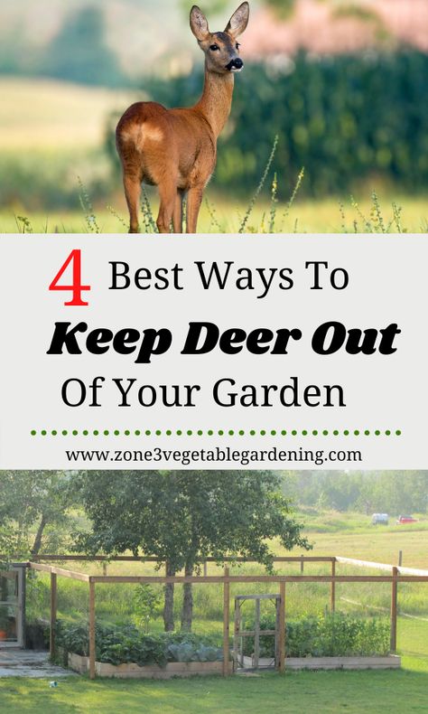 Fence To Keep Deer Out Of Garden, Backyard Garden Deer Proof, Garden Fence For Deer, Garden Fence Ideas To Keep Deer Out, Deer Fenced Garden, Easy Fence For Garden, Fence Around Vegetable Garden, Garden Design Deer Proof, Deer Proof Fence