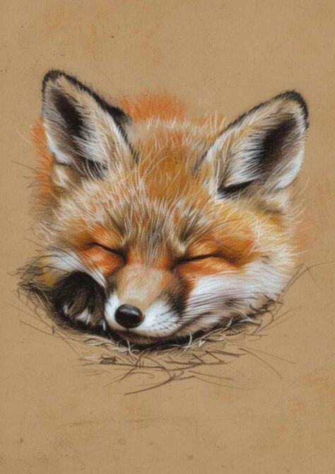 Color Pencil Animals, Pastel Pencil Drawing Ideas, Pencil Colour Sketches, Color Pencil Art For Beginners, Pencil Crayon Art, Color Pencil Techniques, Fox Pencil Drawing, Color Pencil Drawing Ideas, Colour Pencil Drawings