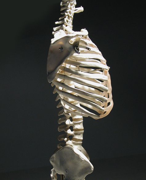 Human rib cage, side view Rib Cage Back View, Skeleton Ribs Cage, Human Skeleton Side View, Rib Reference, Ribs Reference, Human Rib Cage Anatomy, Rib Cage Side View, Human Ribcage Anatomy, Rib Cage Anatomy Drawing