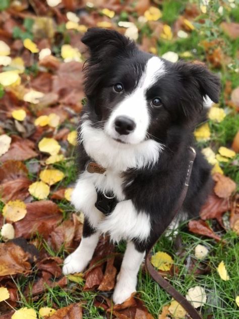 15 Surprising Facts About Border Collies | PetPress Black And White Dog, Border Collies, White Dog, Border Collie, A Black, Black And White, White, Black