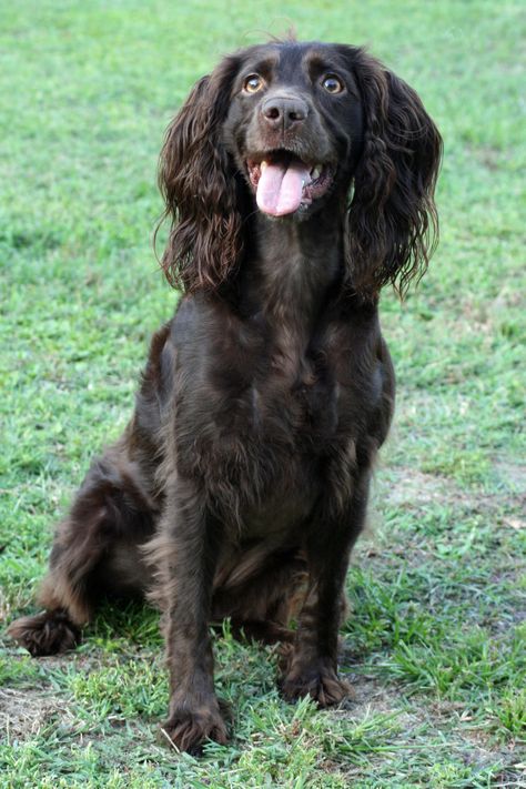 Boykin Spaniel Princess Crocker Spaniel English, Brown Dog Names, Boykin Spaniel Puppies, Boykin Spaniel Aesthetic, Crocker Spaniel American, Cocker Spaniel With Bow, English Cocker Spaniel Black And Tan, Best Dog Names, Boykin Spaniel