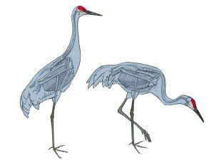 How to draw Sandhill Cranes: Anatomy for Artists - John Muir Laws Child Labour Quotes, John Muir Laws, Crane Drawing, Crane Tattoo, Sandhill Cranes, Sandhill Crane, Crane Bird, Anatomy For Artists, Train Your Mind