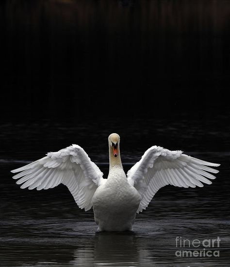 Swan Front View, Swan Wings Drawing, Swan Editorial, Bird Wings Tattoo, Song Bird Tattoo, Swan Flying, Songbird Tattoo, Flying Swan, Swan Photo