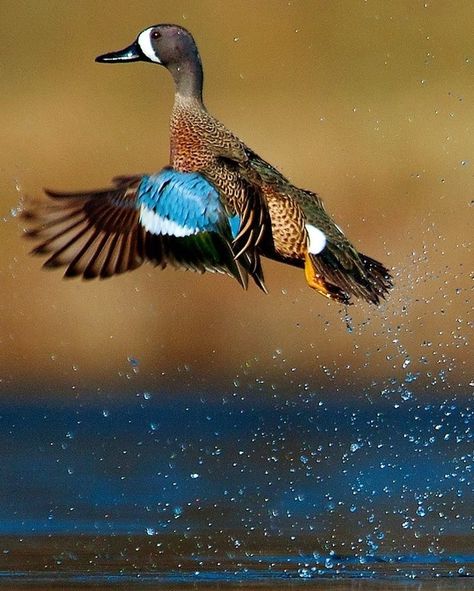 Blue-winged Teal Duck via Bird's Eye View at www.Facebook.com/aBirdsEyeViewForYou, waterfowl Teal Duck, Blue Winged Teal, Duck Pictures, Waterfowl Hunting, Bird Hunting, Colorful Bird, Duck Hunting, Pretty Birds, Bird Photo