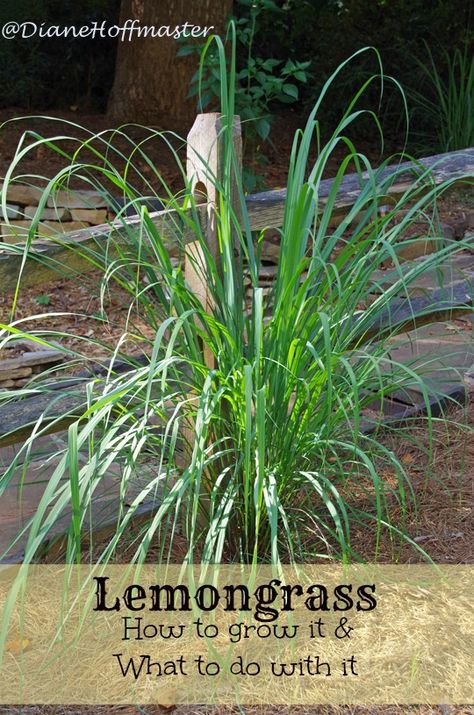 Lemongrass: How to grow it and what to do with it! - Turning the Clock Back Grow Lemongrass, Lemongrass Plant, Garden Herbs, Herb Gardening, Insect Control, Container Gardens, Indoor Gardening, Easy Garden, Growing Herbs