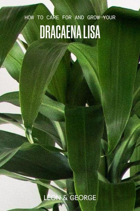 Learn about what it takes to care for the Dracaena Lisa, a beautifully lush and easy care plant. #dracaenacare #caretips #plantcaretips Dracaena Lisa, Dracaena Care, Dracaena Plant, Moisture Meters, Plant Care Tips, Dragon Tree, Floor Plants, Easy Care Plants, Dry Leaf