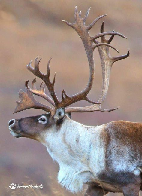 Caribou Drawing, Reindeer Photography, Caribou Antlers, Caribou Animal, Woodland Caribou, Reindeer Photo, Regard Animal, Wild Animals Photography, Deer Family