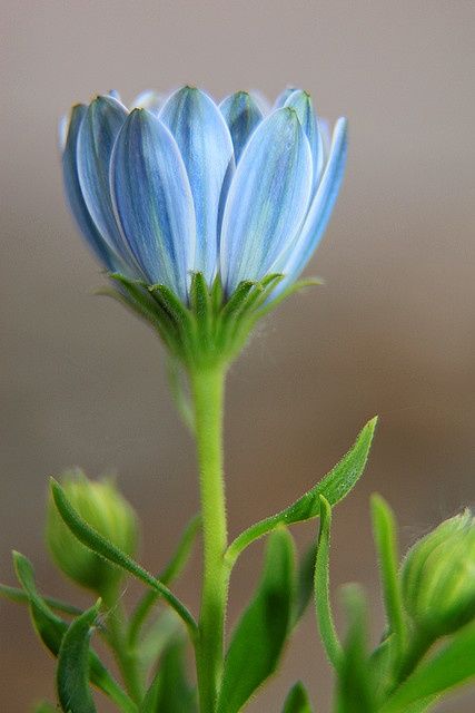 ❤ ❤ ❤ who does great things beyond searching out, and marvelous things beyond number. (Job 9:10 ESV) Flower Up Close, Foto Macro, Flower Close Up, Blue Daisy, All Flowers, Flower Beauty, Beautiful Blooms, Blue Flower, Carolina Blue