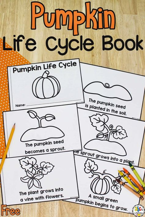 This free printable Life Cycle of a Pumpkin Book is a simple way to practice concepts of print and learn about how a pumpkin grows! Pumpkin Social Studies Preschool, Pre K Pumpkin Lesson Plans, Pumpkin Life Cycle Craft Preschool, Life Of A Pumpkin Activity, Kids Pumpkin Activities, Pumpkin Preschool Printable, Pumpkin Lessons For Preschool, Life Cycle Of Pumpkin Preschool, Free Pumpkin Life Cycle Printable