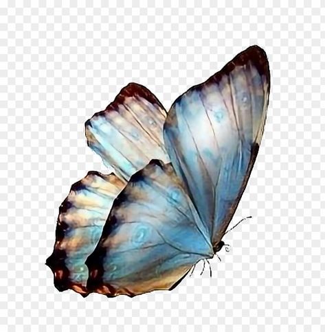 follow pedromartinx butterfly tumblr animals forest - transparent background butterflies Butterfly Transparent Background, Tumblr Animals, Butterfly Overlay, Background Butterflies, Transparent Wallpaper, Butterflies Png, Transparent Butterfly, Animals Forest, Butterfly Png