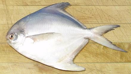 White Pomfret, Silver Pomfret, Pompano, Palmburo Fish - whats the difference? Pomfret Fish, Chicken Vindaloo, Vindaloo, Different Fish, Salt Water Fish, All Fish, Healthy Fish, Fresh Fish, Colorful Fish