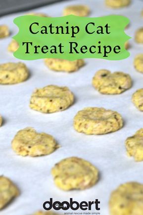 Catnip Treats Recipe, Catnip Recipes, Homemade Cat Treats, Homemade Cat Treats Recipes, Diy Cat Treats, Kitty Treats, Diy Cat Food, Catnip Treats, Pet Recipes