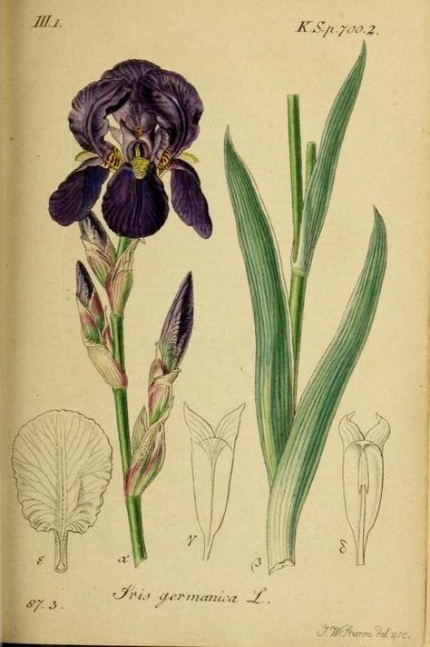 Iris germanica Linn. Plate from ‘Deutschlands Flora in Abbildungen Nach der Natur’ by Jacob Sturm (1798). Harvard Botany Libraries archive.org Missouri Botanical Garden, Botanical Illustration Vintage, Illustration Botanique, Vintage Botanical Prints, Fairy Book, Scientific Illustration, Iris Flowers, Botanical Drawings, Plant Illustration