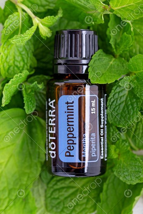 Mint Essential Oil, Doterra Business, Mint Oil, Doterra Wellness Advocate, Green Mint, Diffuser Blends, Essential Oil Recipes, Mint Leaves, Fresh Green