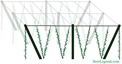 Hop Trellis Commercial Design | Mt. Lehman Brewery Hops Growing, Hop Trellis, Hops Garden, Hops Trellis, Hop Farm, Growing Hops, Humulus Lupulus, Beer Hops, Mountain Farm