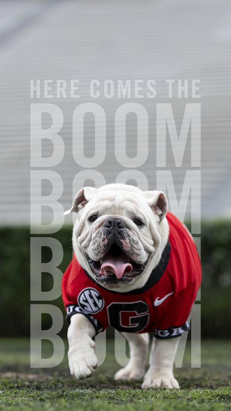 Georgia Bulldog Mascot, Bulldog Wallpaper, Uga Football, Baggy Bulldogs, Uga Bulldogs, Ga Bulldogs, Georgia Dawgs, Georgia Bulldogs Football, Georgia Bulldog