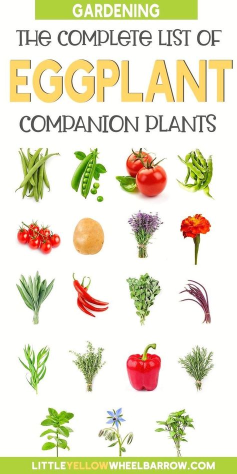 Eggplant Companion Plants, Herb Companion Planting, Companion Gardening, Garden Companion Planting, Tattoo Plant, List Of Vegetables, Container Vegetables, Companion Plants, Plant Diseases